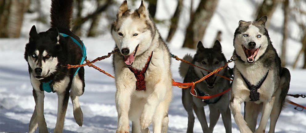 Schlittenhunde sind treue Kraftbündel