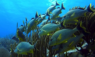 Fischschwarm im Aquarium