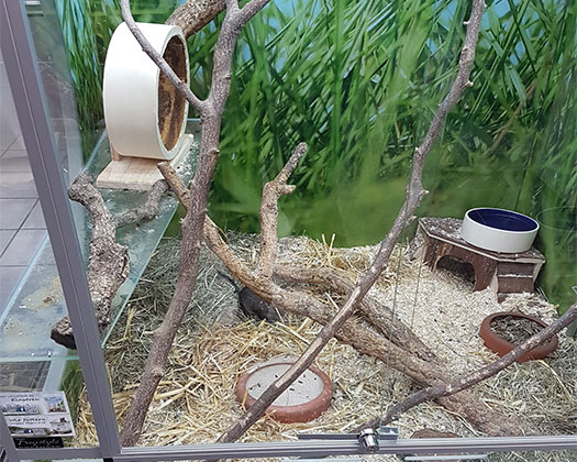 Abteilung Kleintiere in Ettlingen
